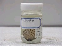 藏品(紋腹叉鼻魨)的圖片